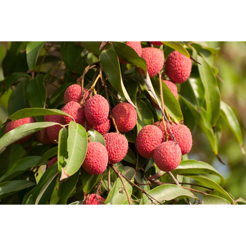 Benih Bibit Biji - Buah Leci Manis Lychee (Litchi chinensis) Fruit Seeds - IMPORT