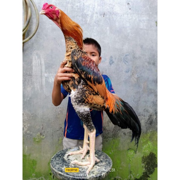 Anak Ayam Shamo Pure Ori Eropa Line Frank. Indukan foto terlampir