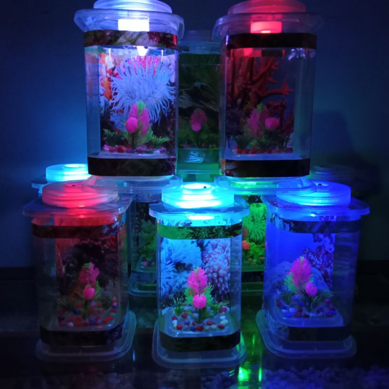 AQUARIUM IKAN IKAN CUPANG UNIK HIASAN KAMAR TIDUR LUCU MURAH HADIAH ANAK