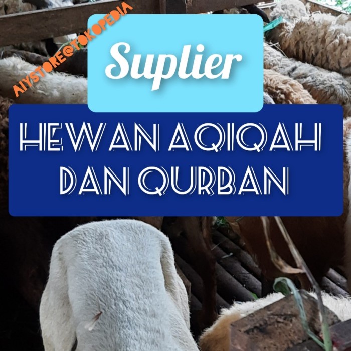 hewan qurban / kambing qurban / domba qurban