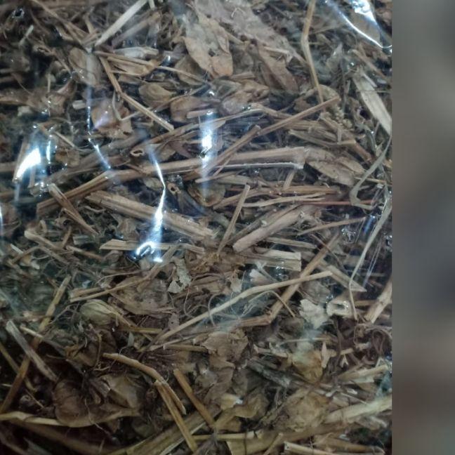

Discount[HJ]-daun ciplukan kering 1 kg