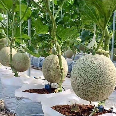 Benih Seribuan - 5 Bibit Buah Melon Hijau F1 Hibrida