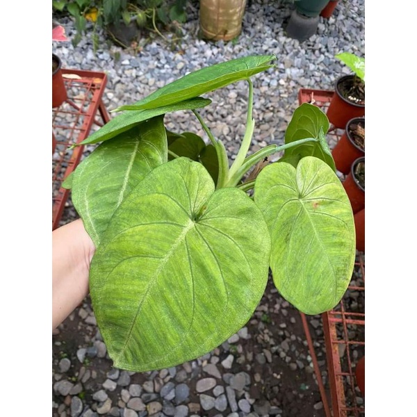 Syngonium Frosted Heart