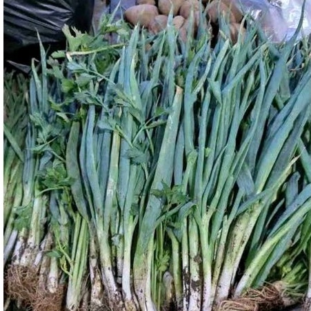 

DAUN BAWANG SELEDRI DAUN BAWANG SALEDRI