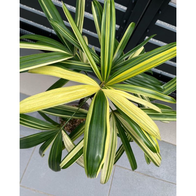 Tanaman hias Palem Waregu variegata / rhapis palm var / rhapis excelsa varigata
