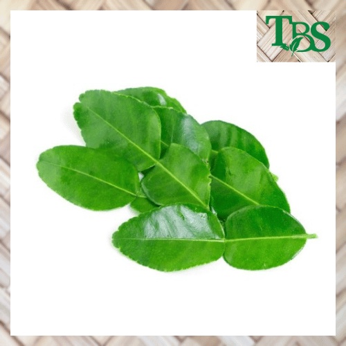 DAUN JERUK FRESH