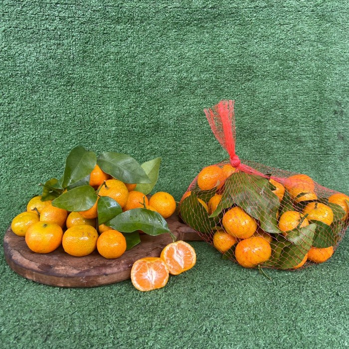 Benih Jeruk Santang Birma