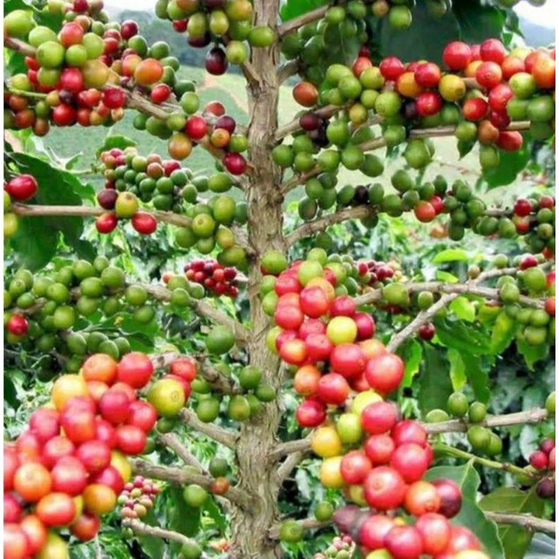 Bibit Kopi Arabica Asli Murah Bibit Sehat