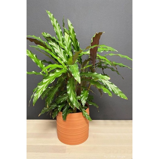 TANAMAN HIAS CALATHEA RUFIBARBA - TANAMAN HIAS CALATHEA