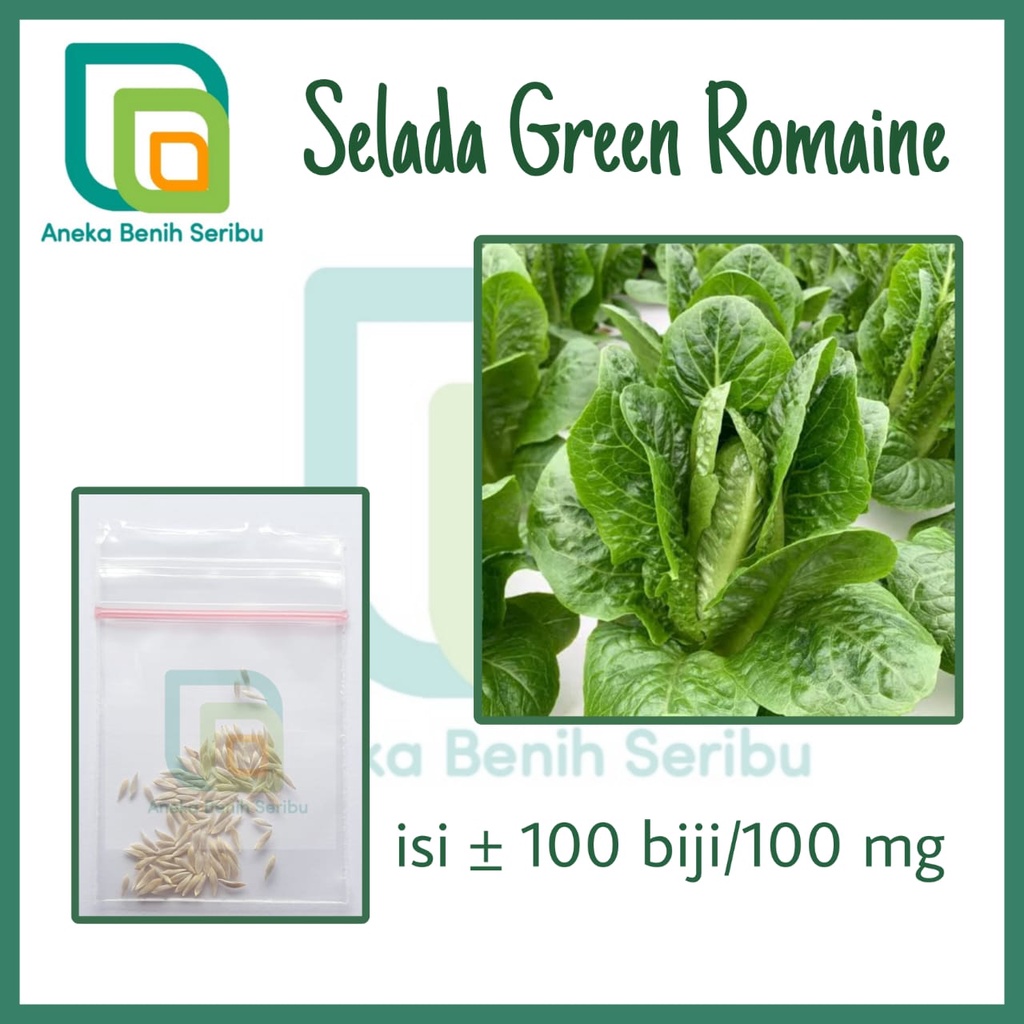 100 Benih Selada Green Romaine - Bibit Sayuran Lettuce Romaine Hijau Letuce Known You Seed