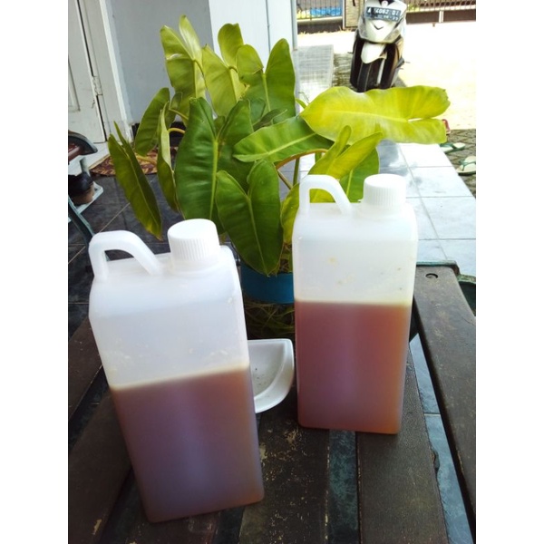 

Madu MURNI ASLI 100 % ElQowiy Hutan Apis 1 Kg