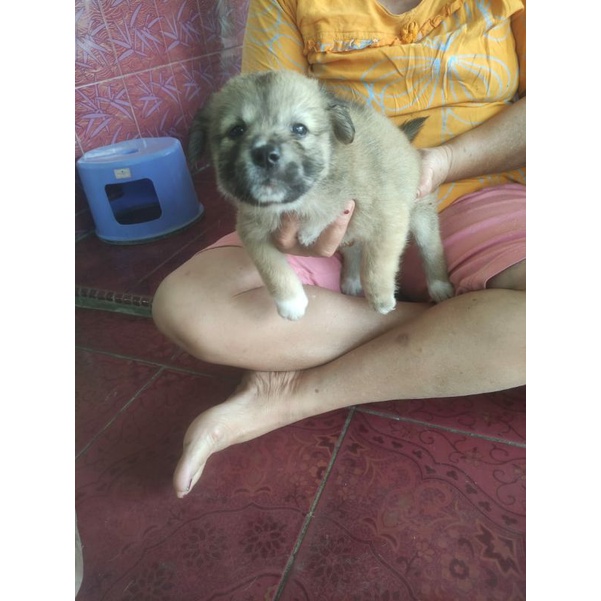 anjing kampung