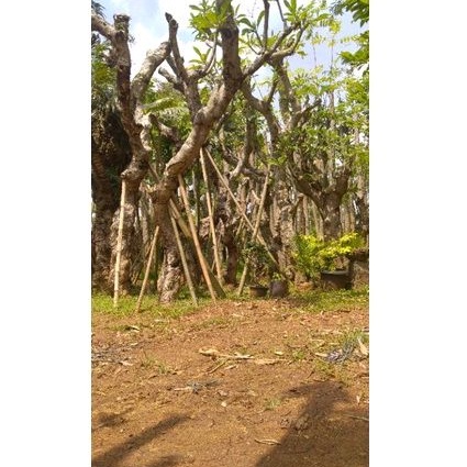 Kamboja fosil bunga kuning - pohon kamboja fosil