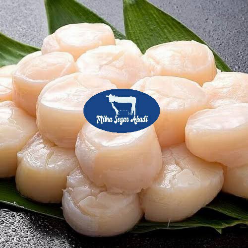 

Scallop 500gr