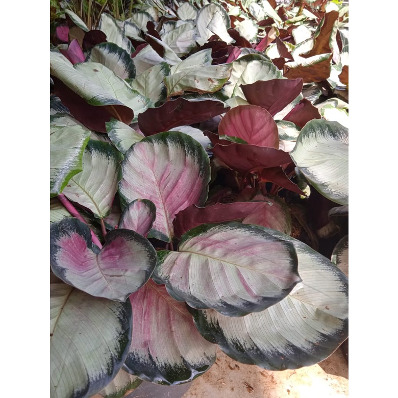 Tanaman Hias Calathea Pink Rossy - Bunga Calathea Koleksi