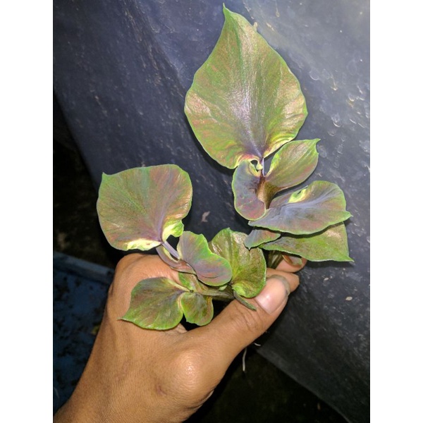 tanaman hias caladium hybrid daun ganda var ori biji in.series cantik size remaja