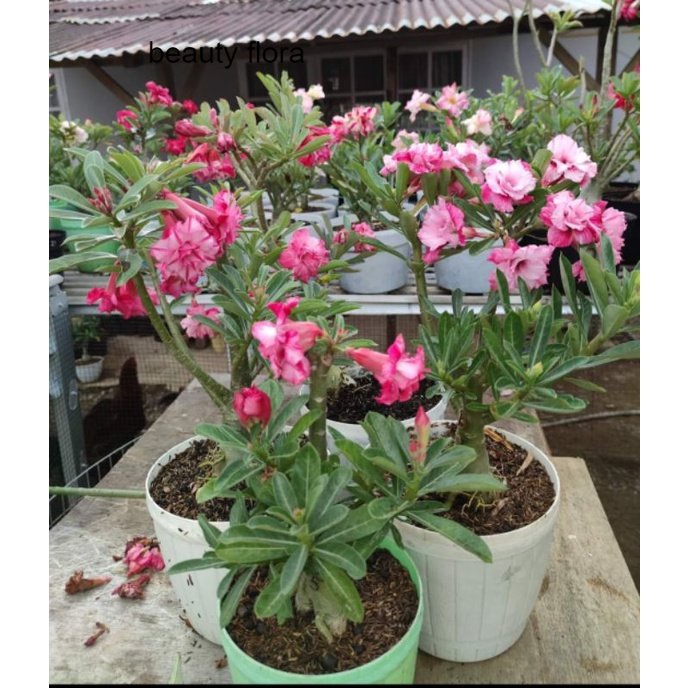 ADENIUM GRAFTING size { C } BUNGA TUMPUK 1 pohon 3 macam WARNA