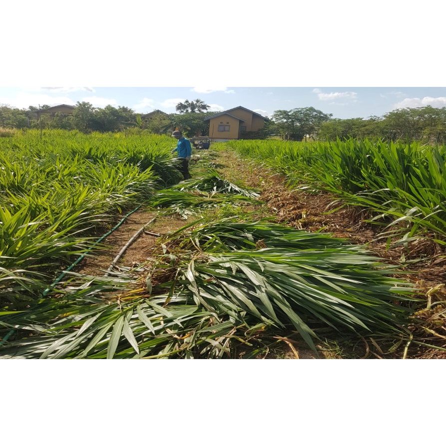 Bibit Rumput Odod Kualitas Terbaik Untuk pakan ternak