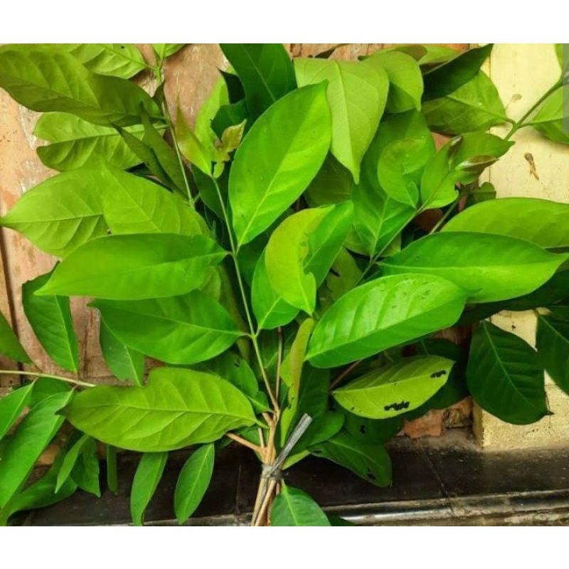 

DAUN SALAM PER IKAT SAYUR SEGAR PALEMBANG