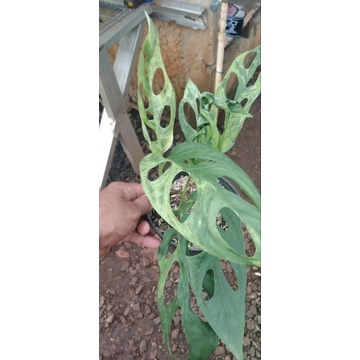 janbol varigata lokal