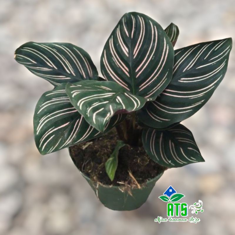 calathea ornata - tanaman hias calathea ornata pink stripe - tanaman bunga calathea