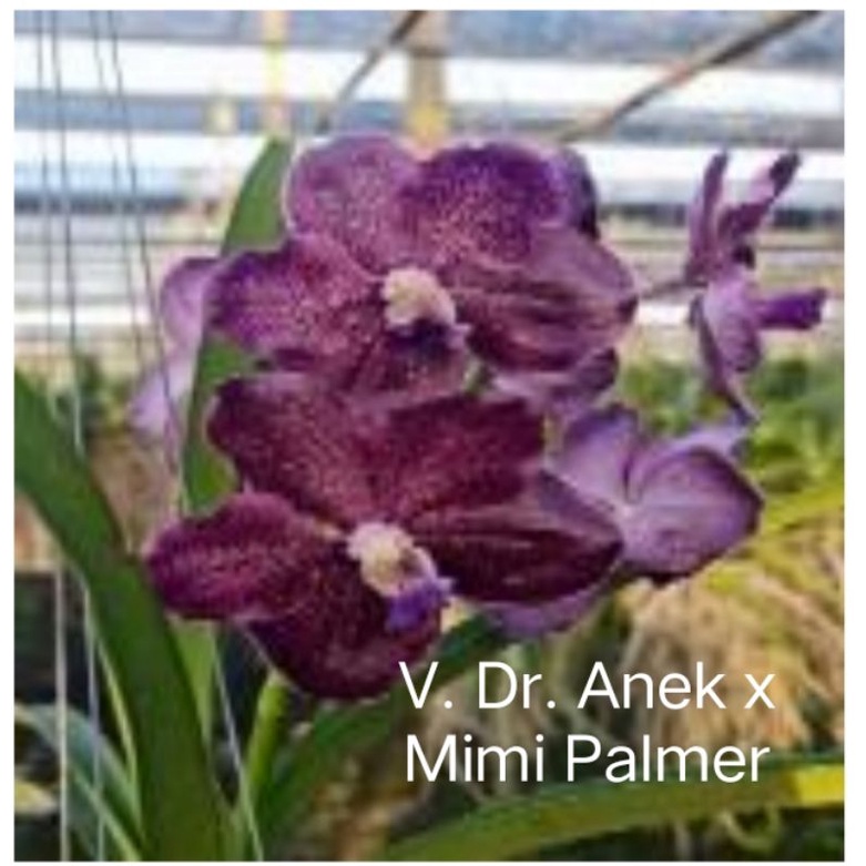 Anggrek Vanda Spike/Knop