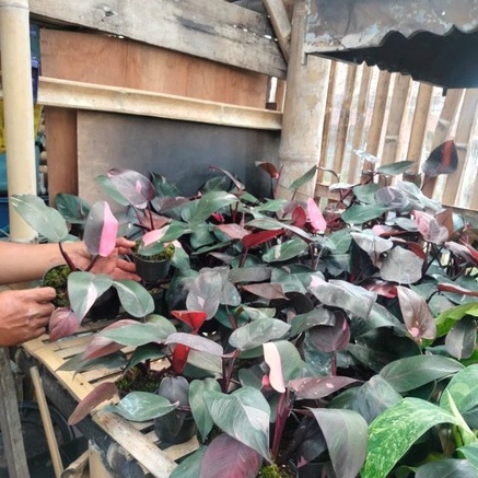 philodendron pink princess (Philodendron erubescen)