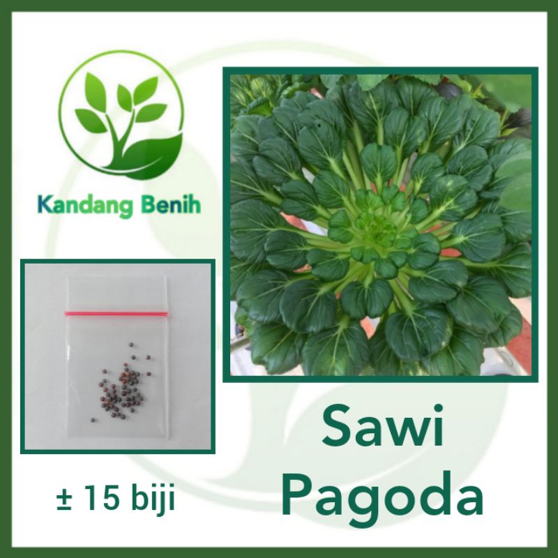 Jual 50 Biji Benih Sawi Pagoda Ta Ke Cai Sayuran Hibrida F1 Bibit