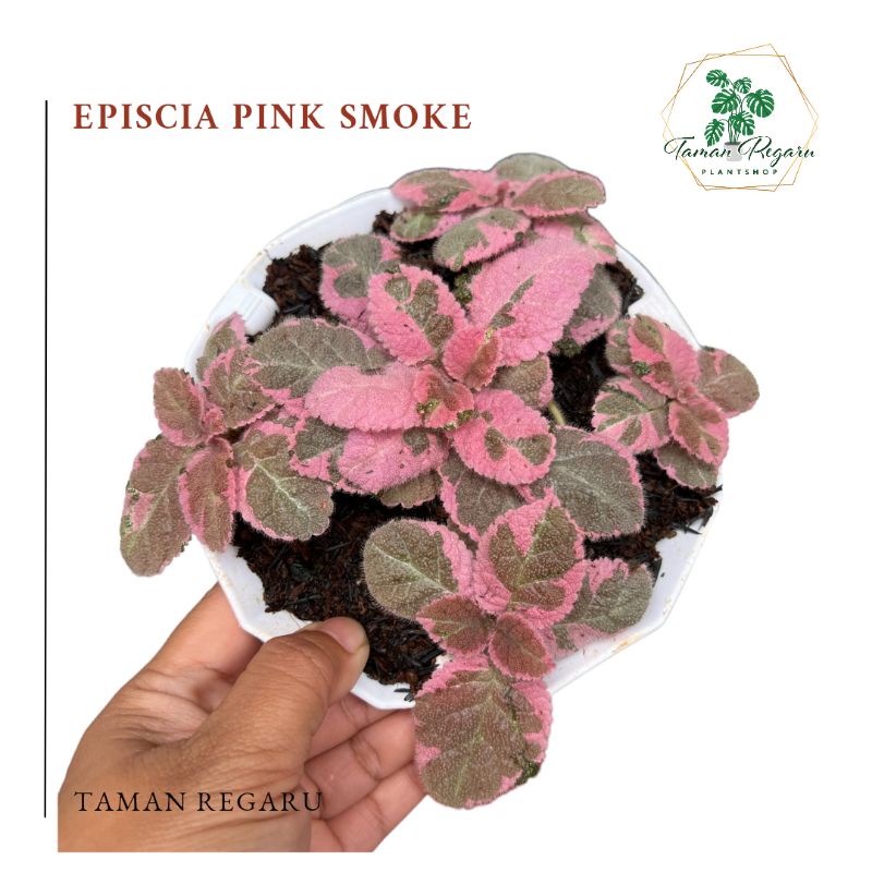 Episcia Pink Smoke Tanaman Hias by Taman Regaru