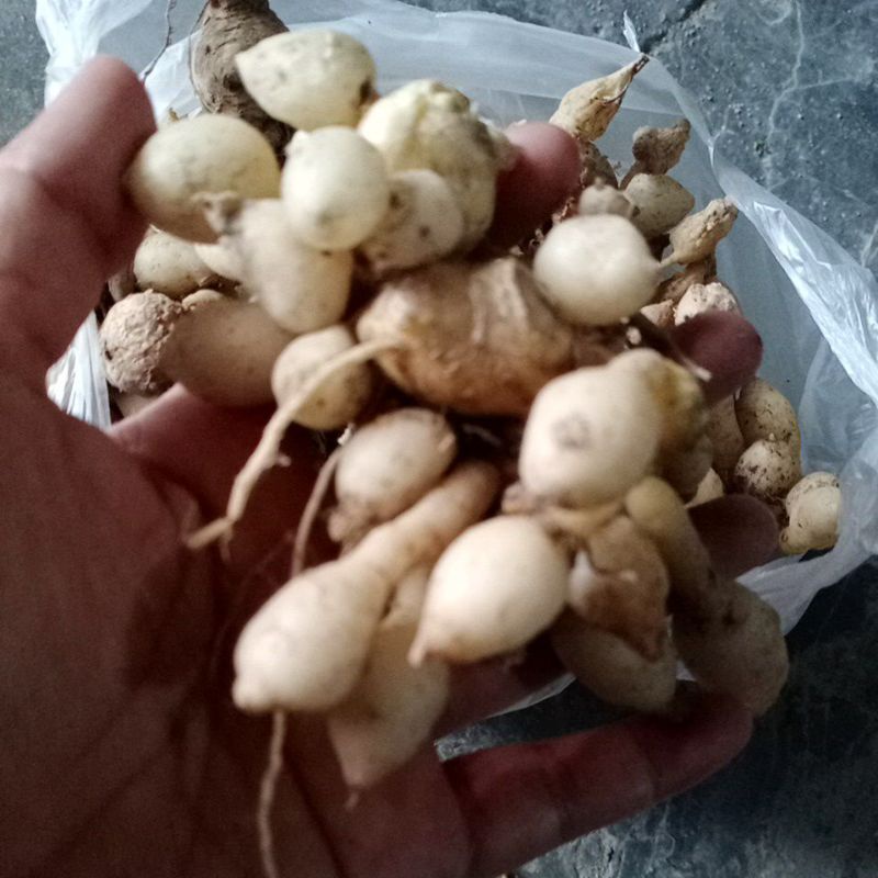 

Kunyit putih/kunir putih segar