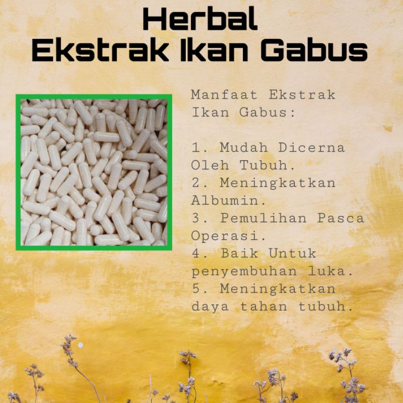 

Ikan Gabus Ekstrak isi 100 Kapsul. curah