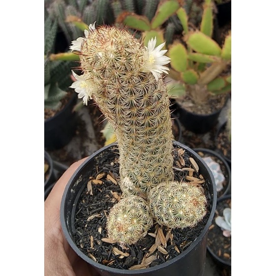 Tanaman hias mammilaria elongata/kaktus elongata