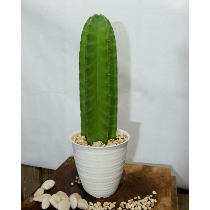 Kaktus koboi Hidup Tanaman Hias - Tanaman Hias Hidup Kaktus koboi Tinggi 40-50Cm - Pohon Kaktus kobo