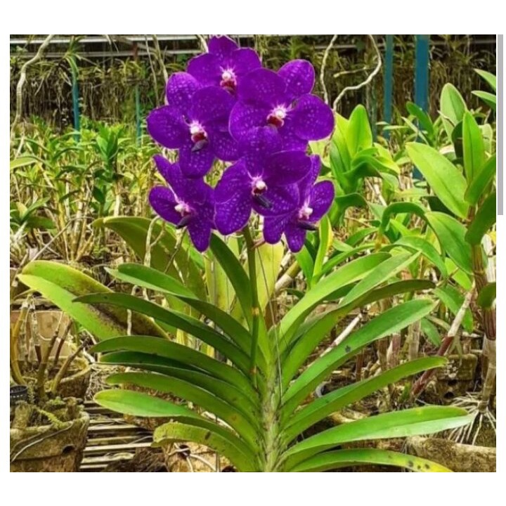 anggrek Vanda ungu dewasa(bisa cod)