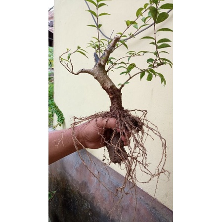 bonsai anting putri bakalnya sudah berakar