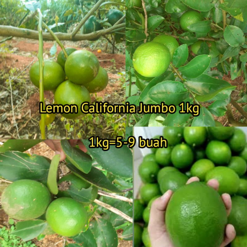 

BUAH LEMON CALIFORNIA JUMBO- BUAH LEMON- LEMON-BUAH
