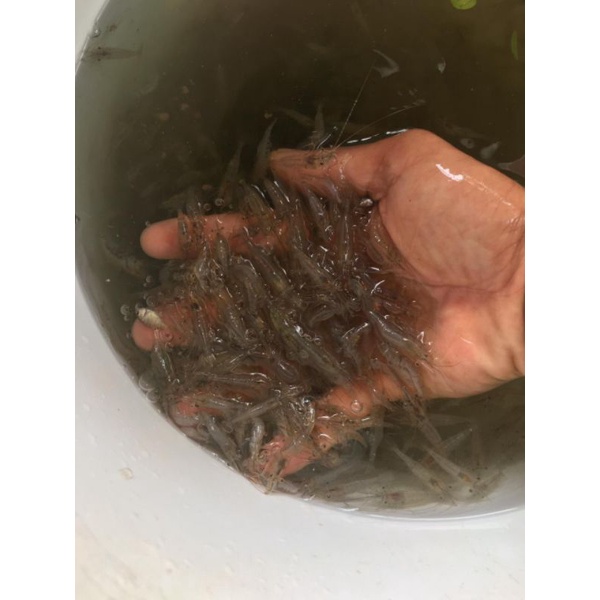 udang hidup pakan ikan