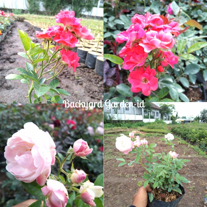 Harga Termurah Tanaman Hias Hidup Bunga Mawar Rambat Mini/Climbing Roses/Sdh Berbunga