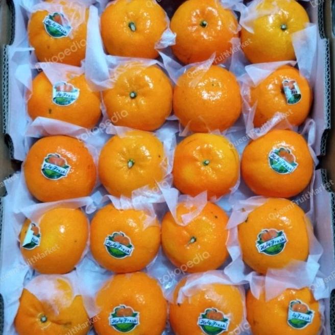 

Buah Jeruk Wogam Citrus Fresh Import/Dus Heiyyaluv