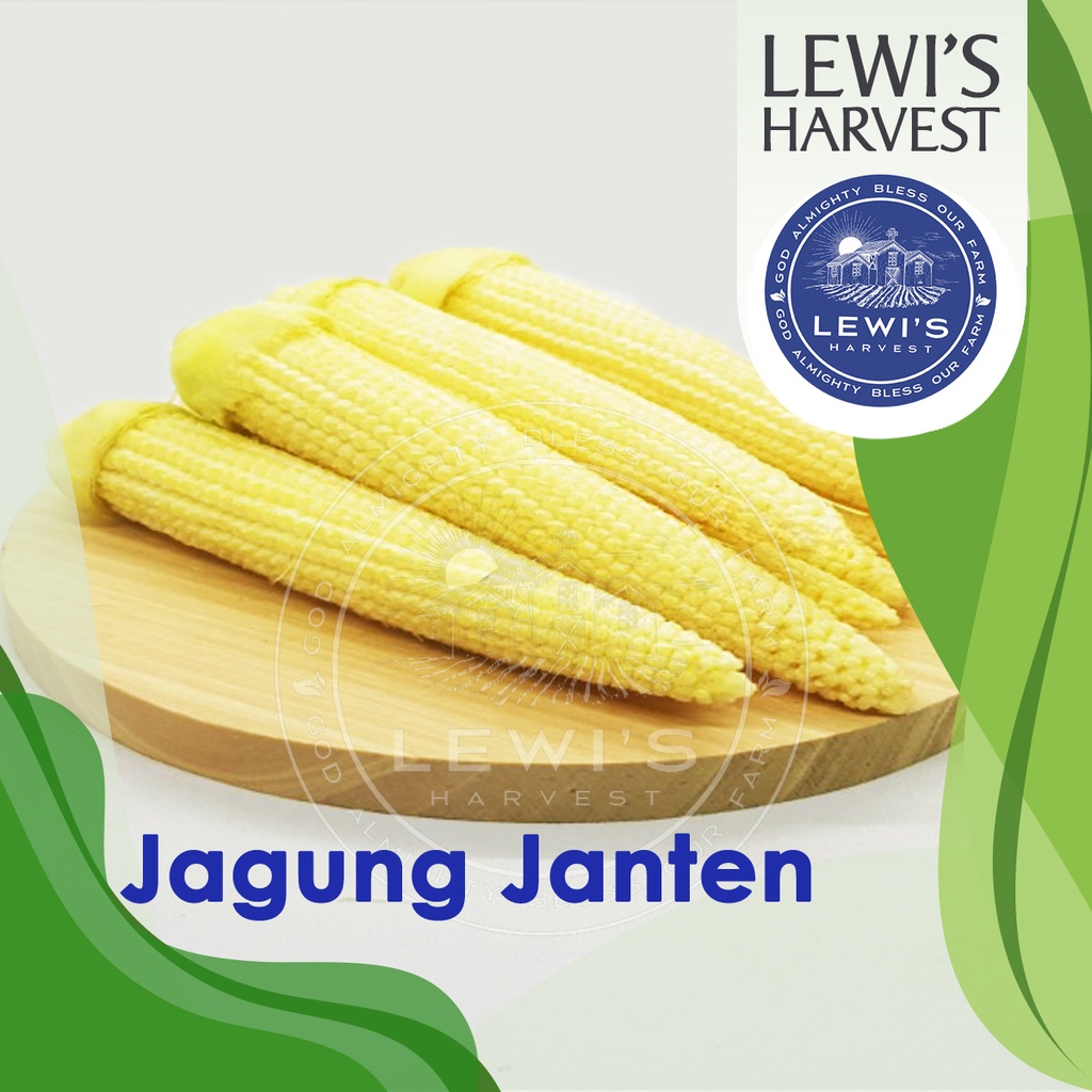 

Jagung Janten