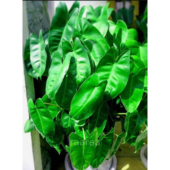 philodendron burlemarx