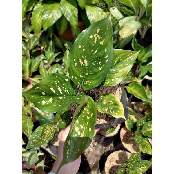 Aglonema Ruby Ciangmay / Aglaonema Ruby Ciangmay