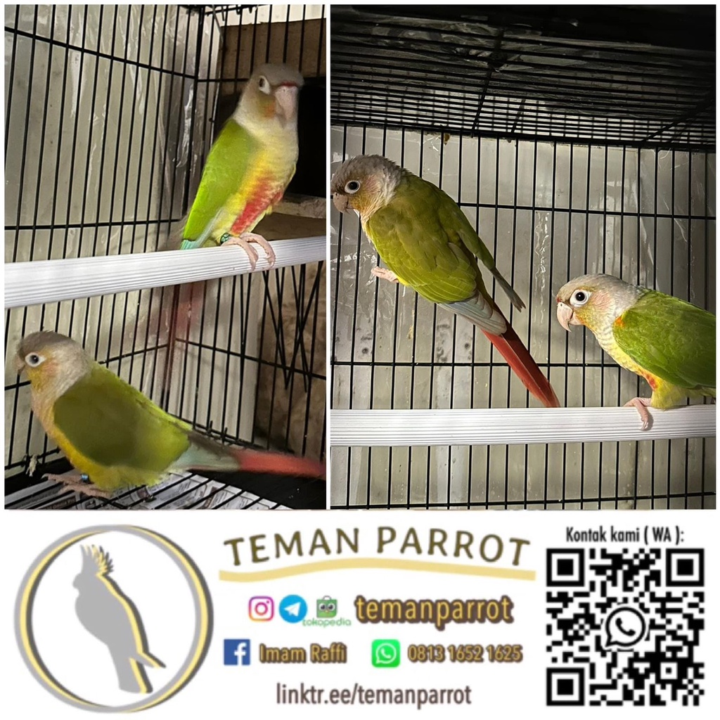 Pineapple Conure DNA Sepasang Siap Ternak