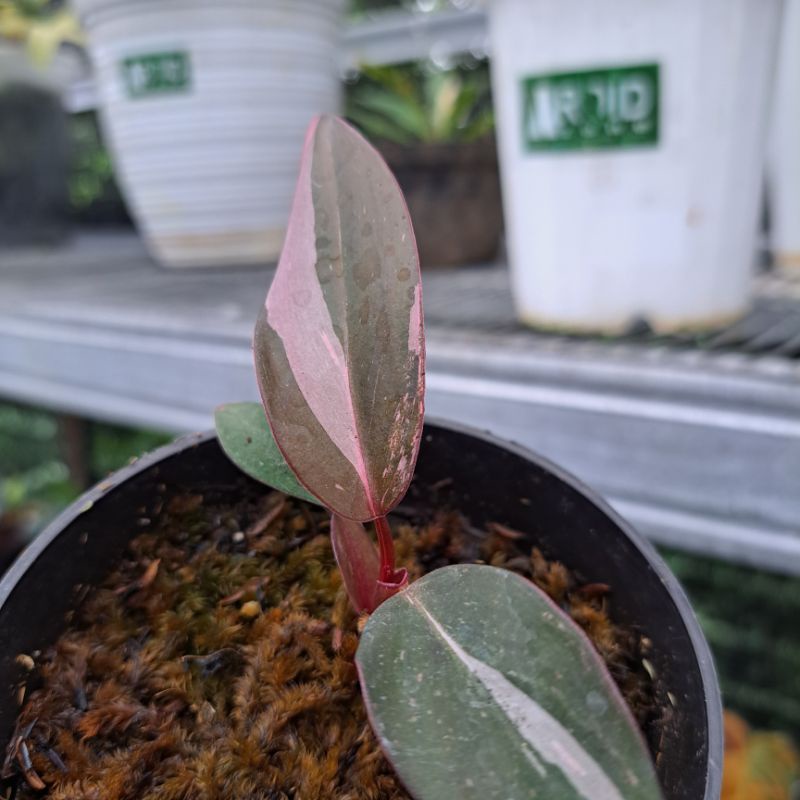 Philodendron Pink Princess Galaxy