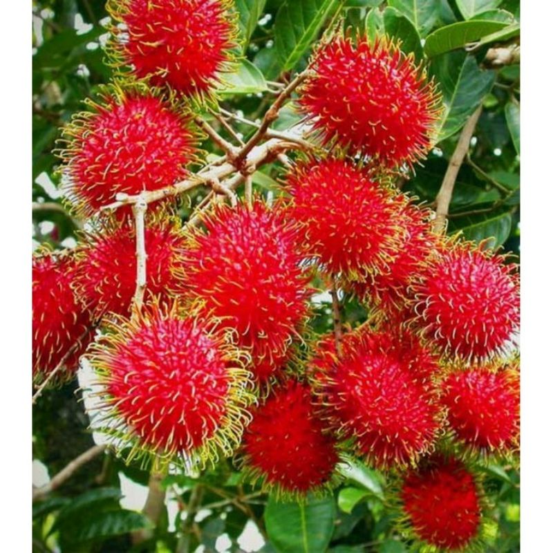 bibit Rambutan rapiah kondisi siap berbuah