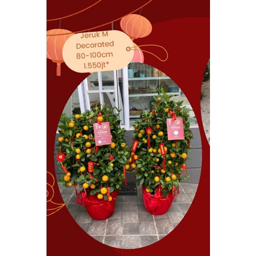 Pohon jeruk M Dekorasi Imlek