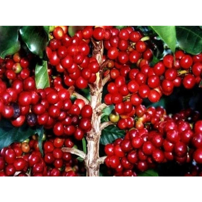 benih biji kopi arabika asli kopi ateng unggul