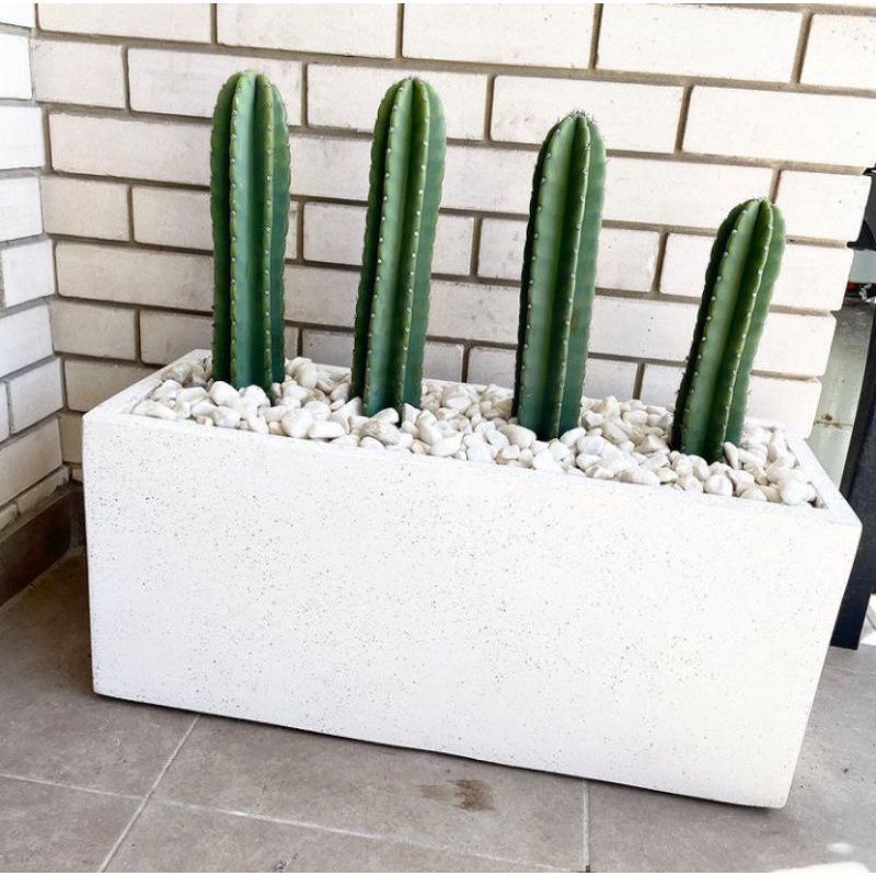 ( TERMURAH) Tanaman Kaktus koboi Tinggi 25-35Cm -Pohon Kaktus koboi - Tanaman Hidup Kaktus koboi