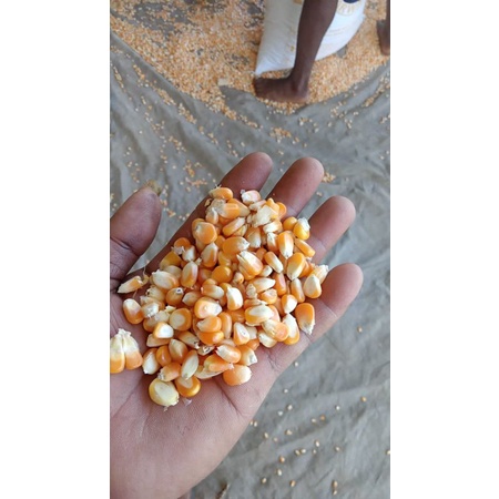 jagung pipil kering 500gram