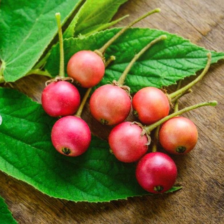 

Buah TALOK / Buah KERSEN / Jamaica Cherry BJHSC6679